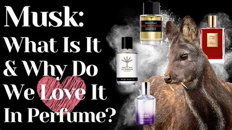 musk definition perfume|musk comes from which animal.